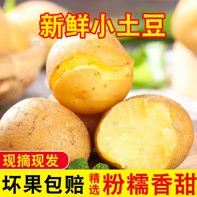 木底上的云南黄心小土豆
