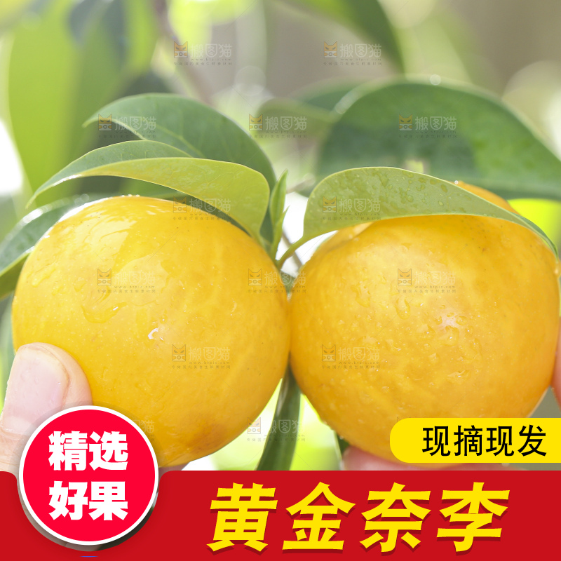 手拿黄金奈李