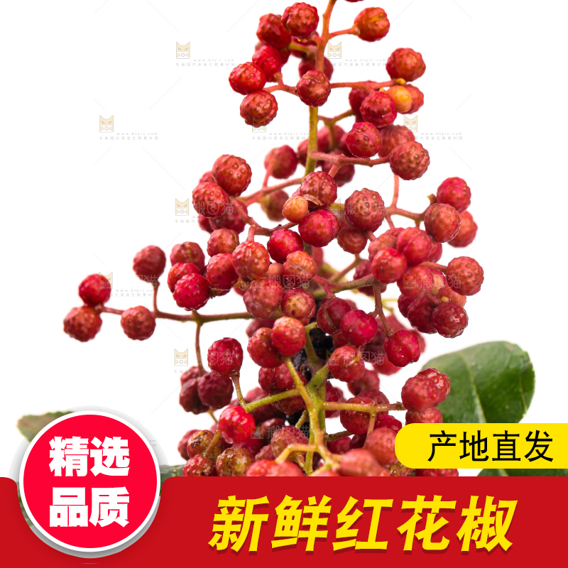 手拿新鲜花椒