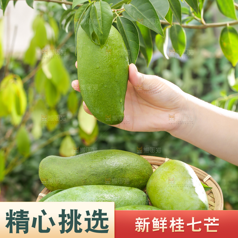 手端一盘桂七芒