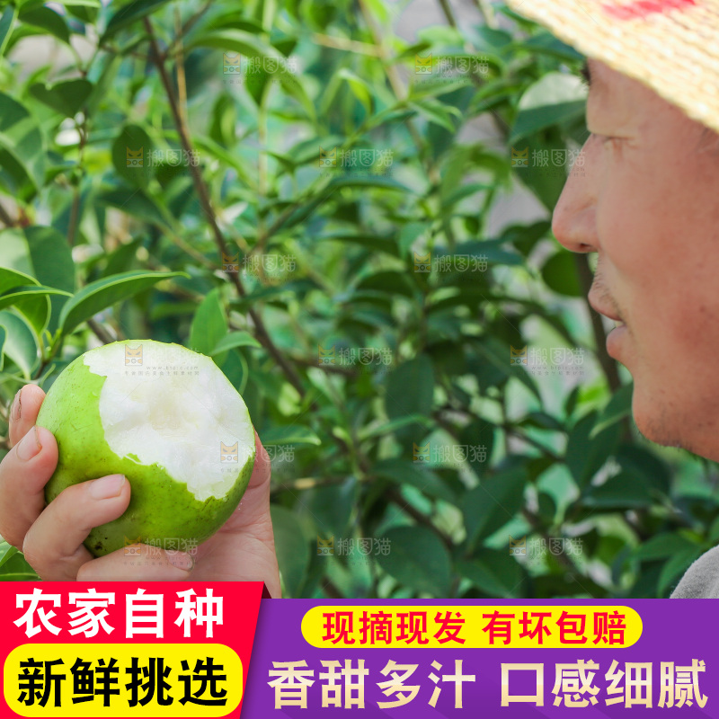 农民手里拿着青皮梨