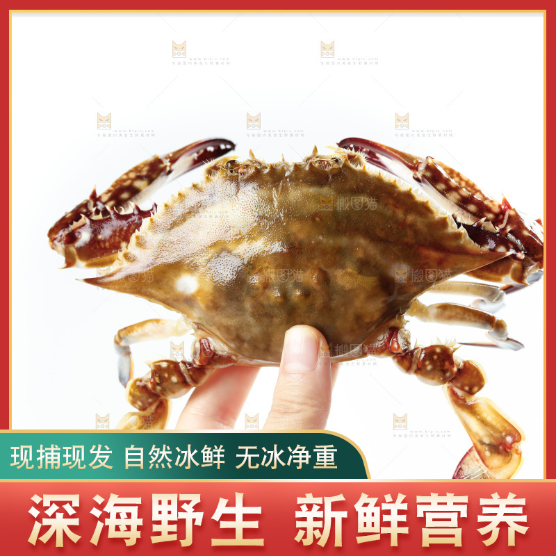 手拿梭子蟹