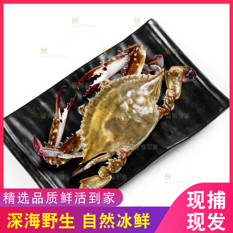 白底上放着一盘梭子蟹