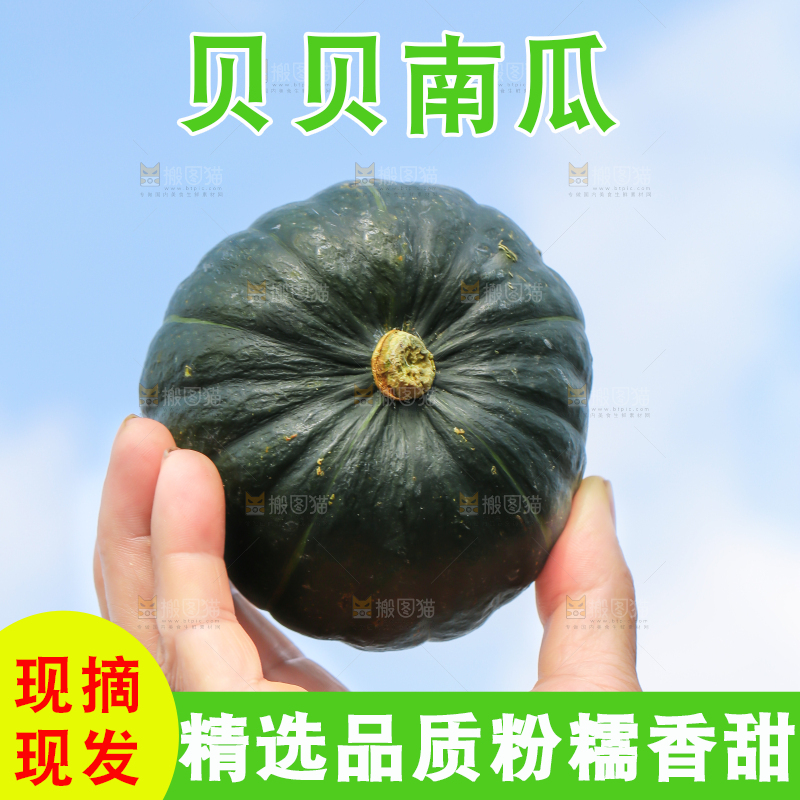 手里拿着板栗贝贝南瓜