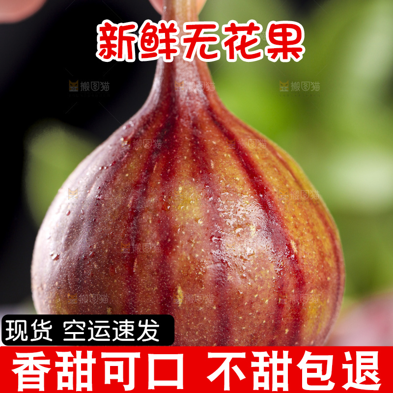 手拿紫皮无花果