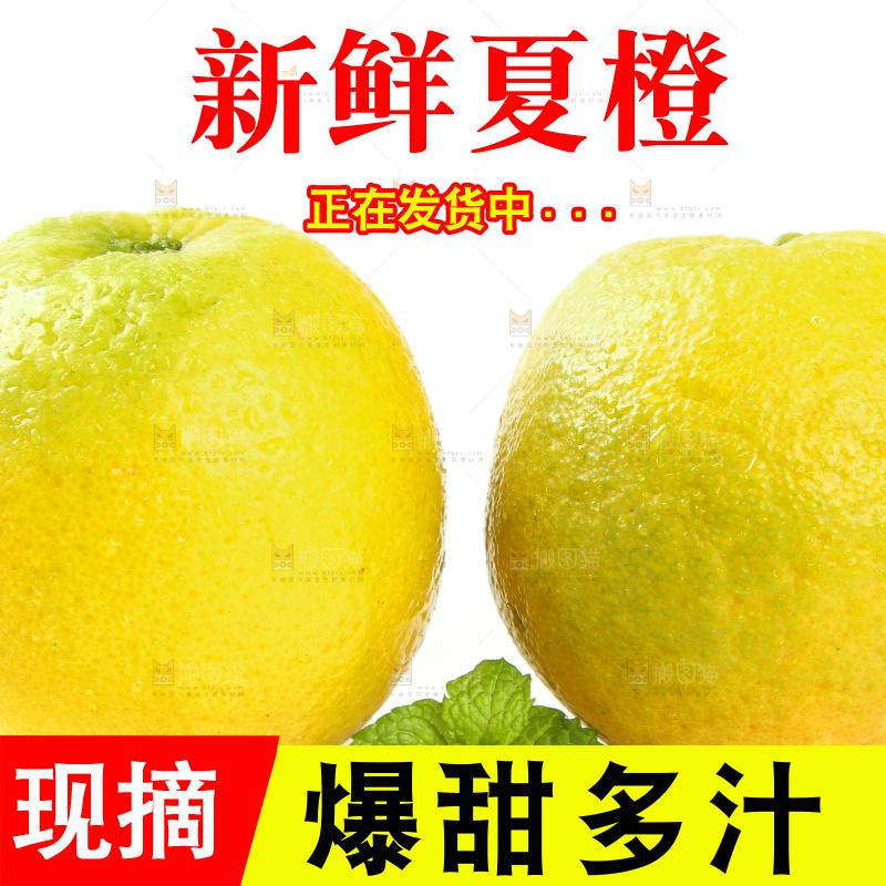 白底上的夏橙