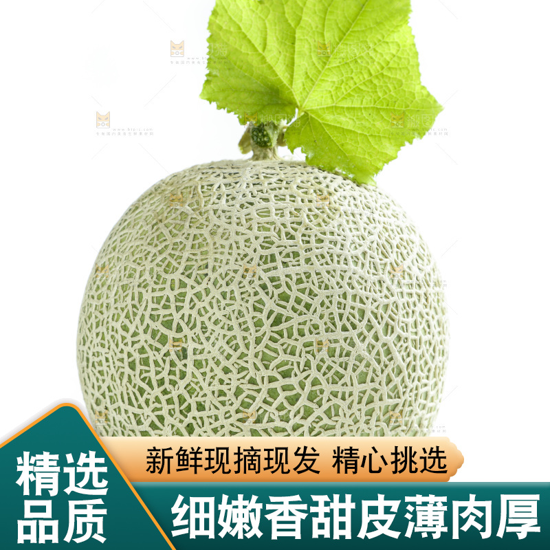 白底上的玫珑瓜
