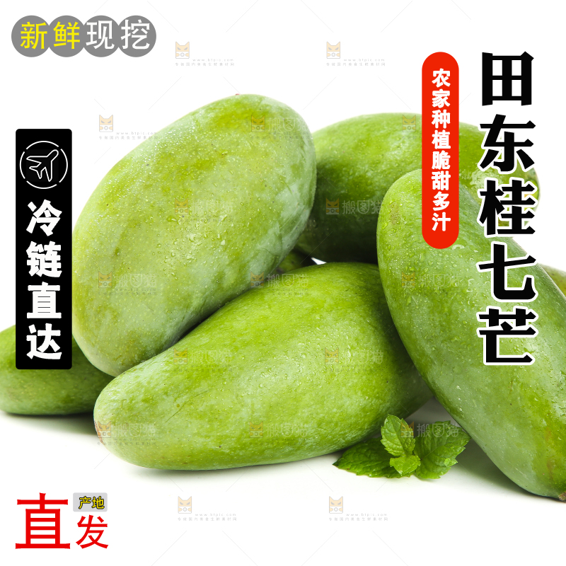 白底上的桂七芒