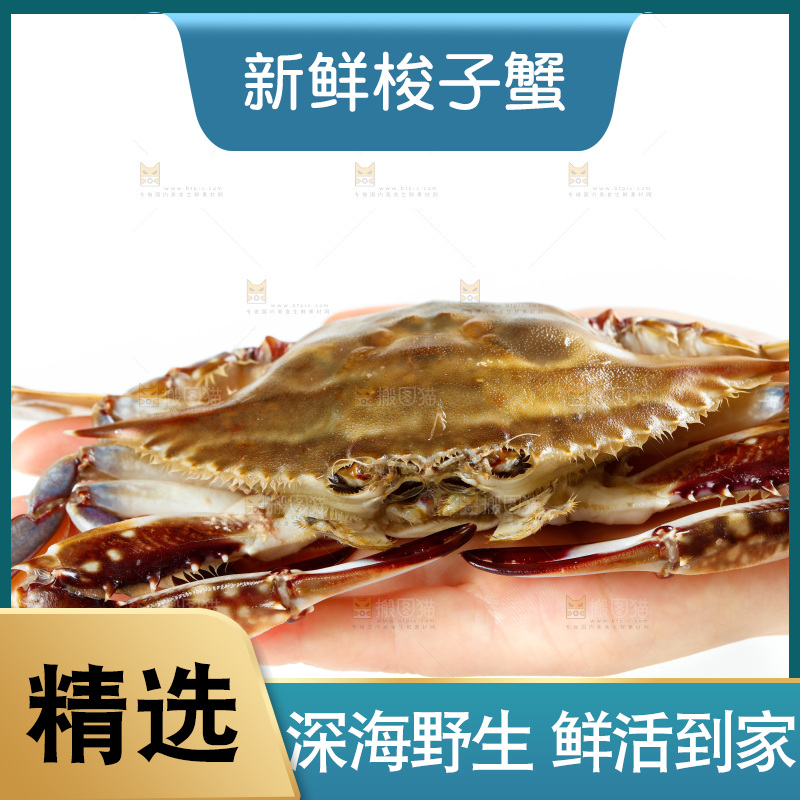 手拿梭子蟹