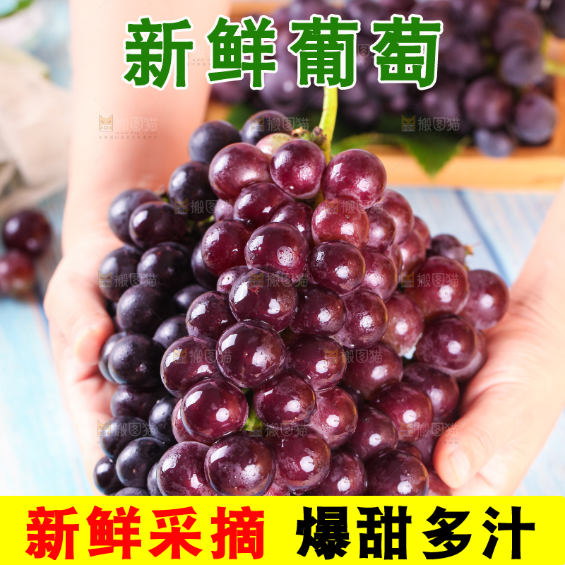 手拿东北巨峰葡萄