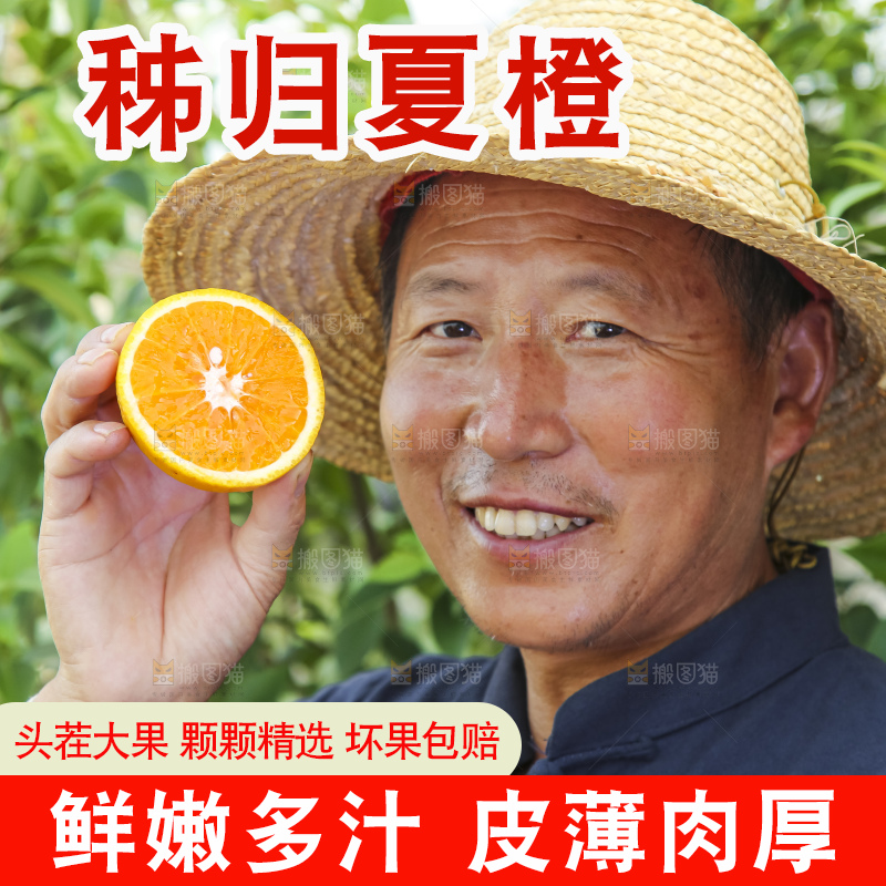 农民手拿一个切开的夏橙