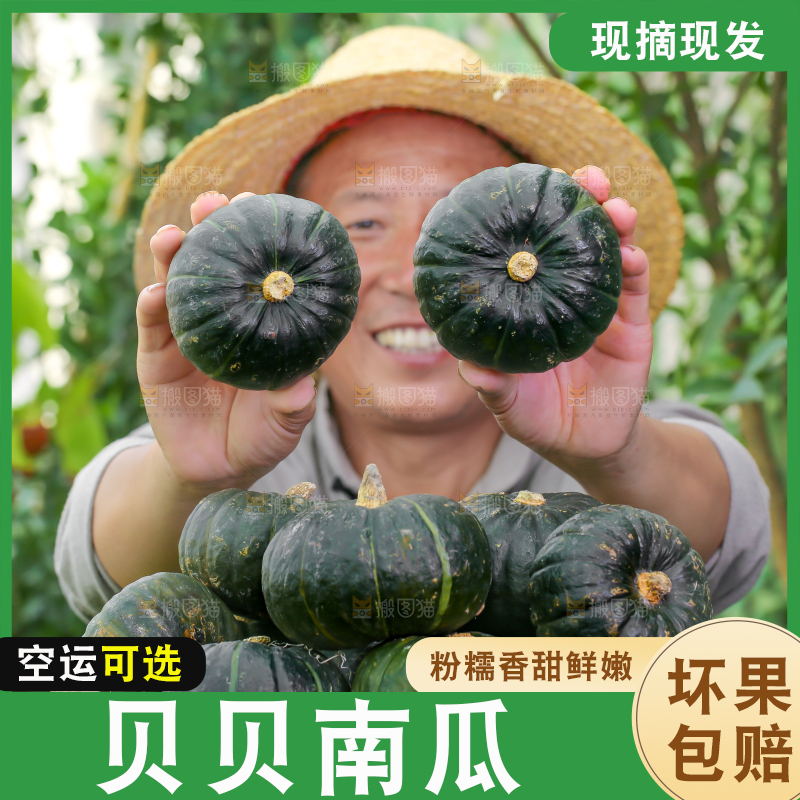 农民手里拿着板栗贝贝南瓜