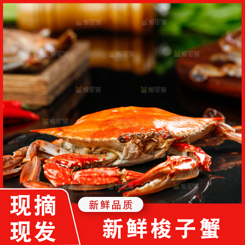 石板上的梭子蟹
