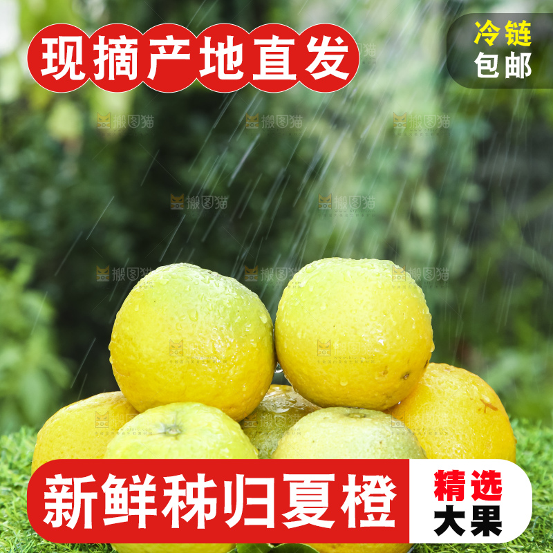 草地上的夏橙