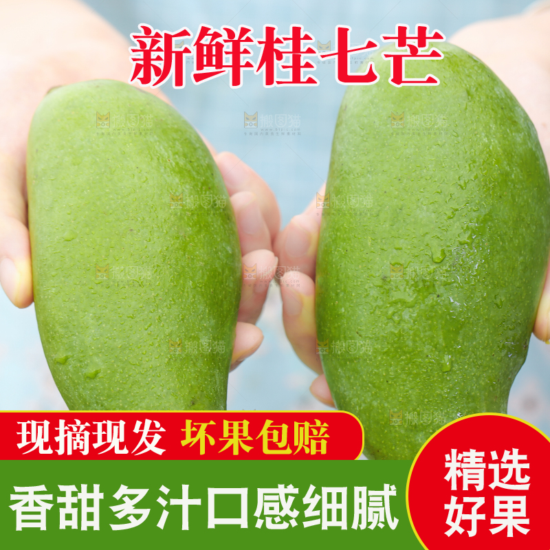 手拿田东桂七芒