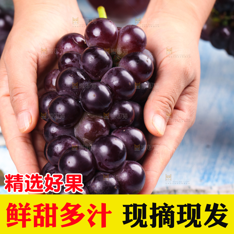 手拿新鲜的巨峰葡萄
