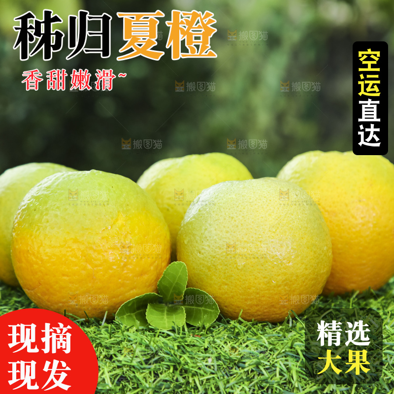 草地上的夏橙