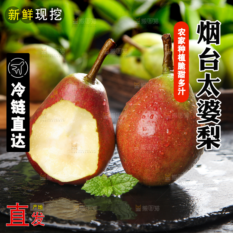 深底上的烟台太婆梨