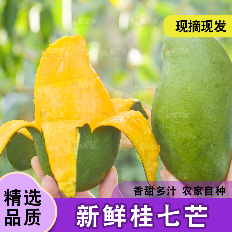 手拿剥皮的桂七芒