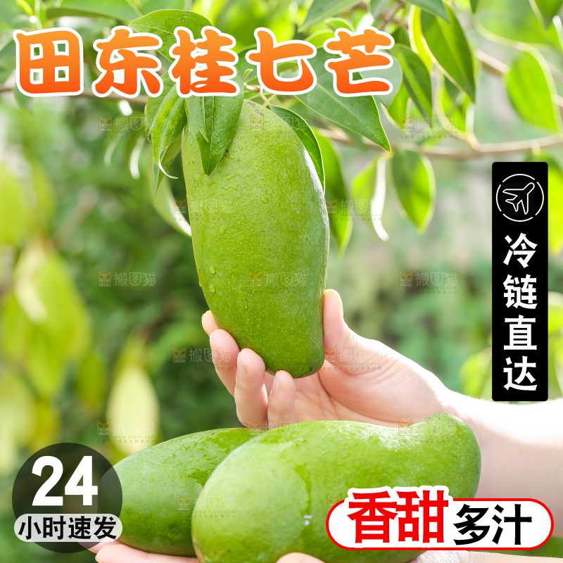 手拿田东桂七芒