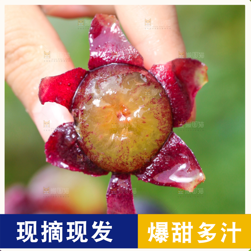 手拿剥皮的巨峰葡萄