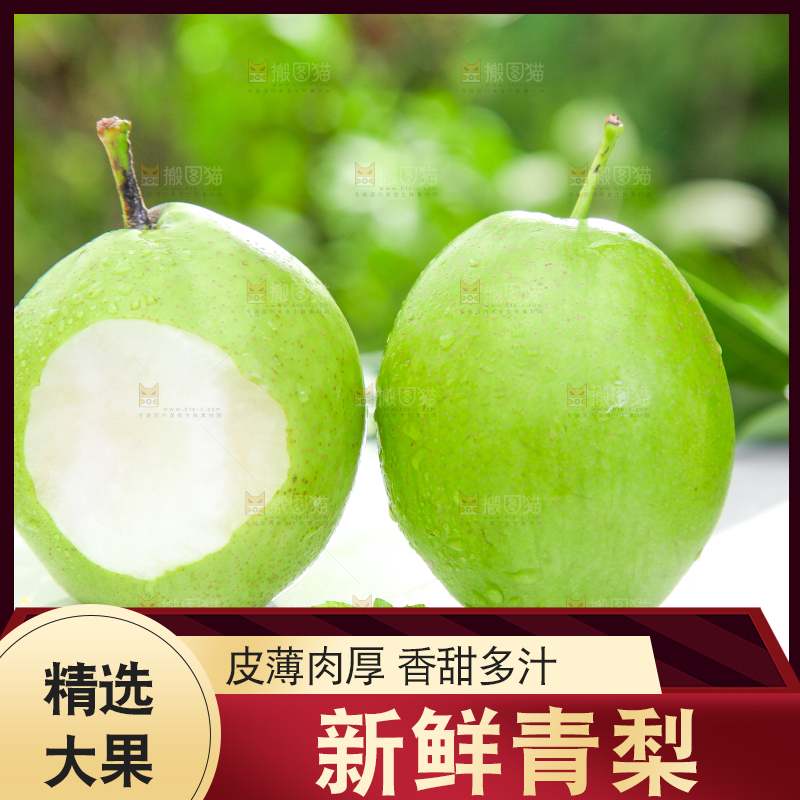 浅底上的陕西早酥梨