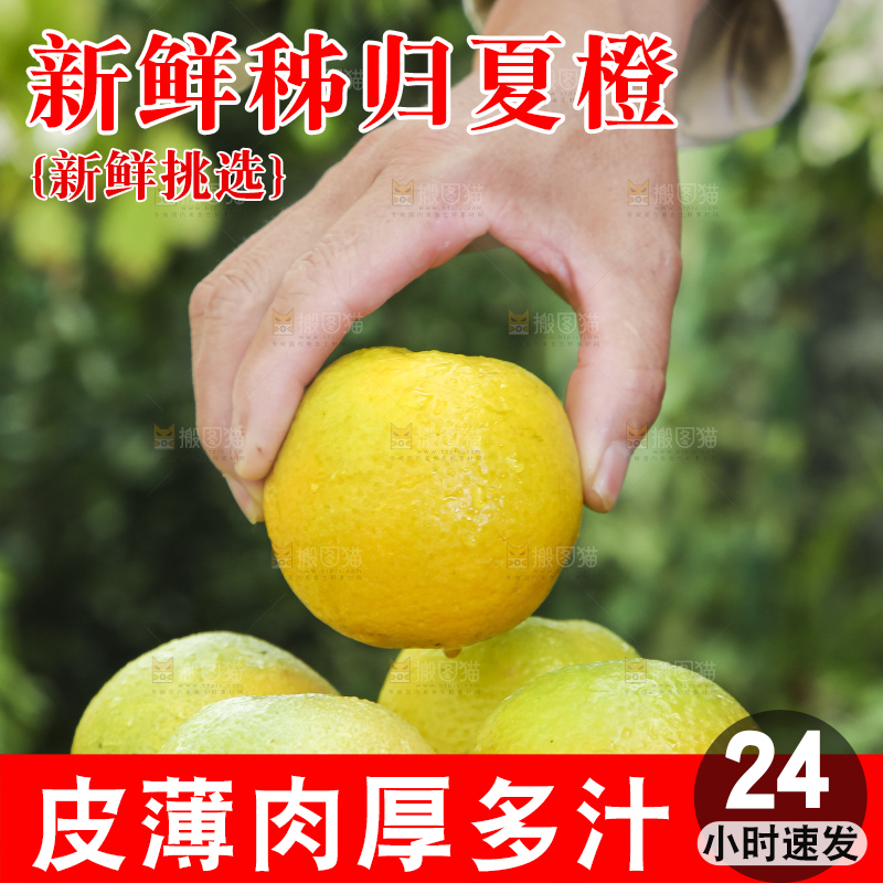 草地上手拿一个夏橙