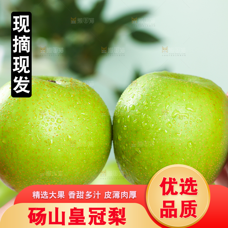 手拿砀山青梨