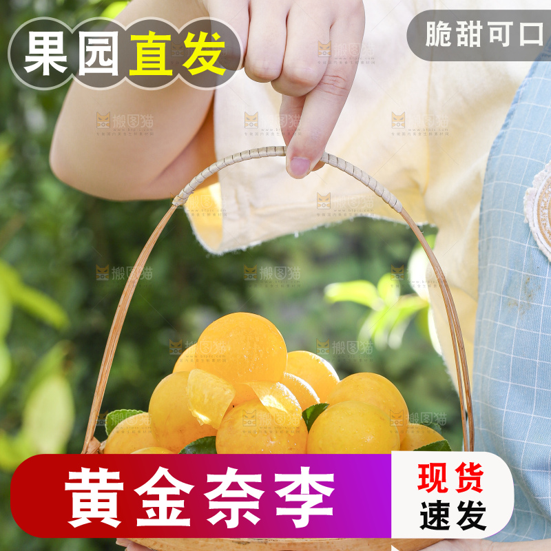 手拿一篮九峰山黄金奈李