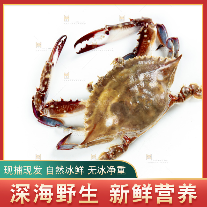 白底上的梭子蟹
