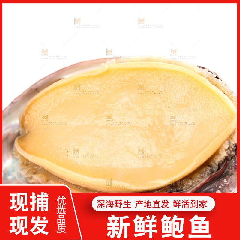 白底上的新鲜鲍鱼