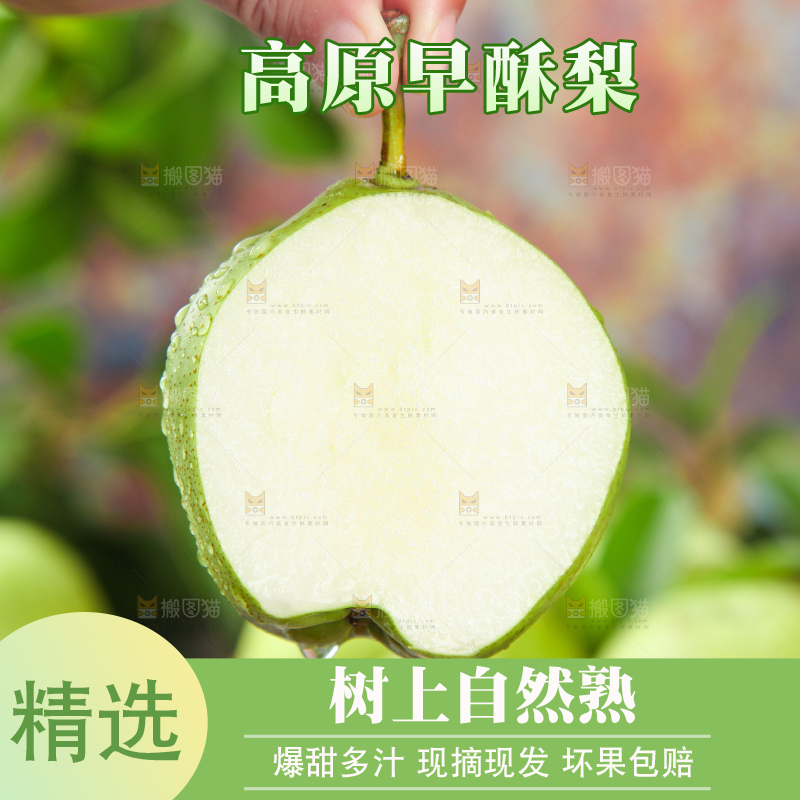 手拿切开的早酥梨