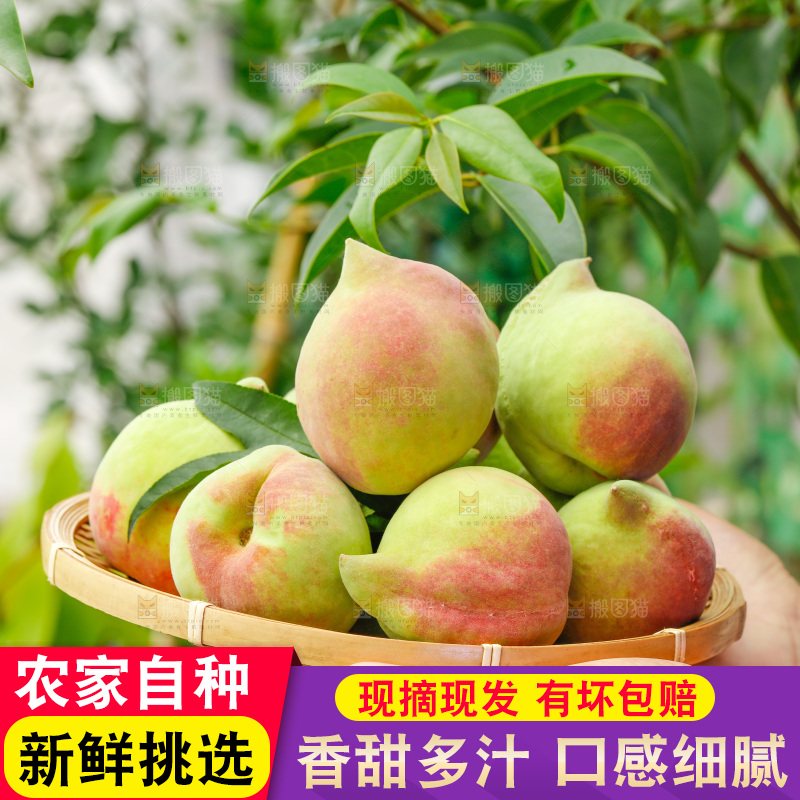 手拿云南鹰嘴黑美人桃子