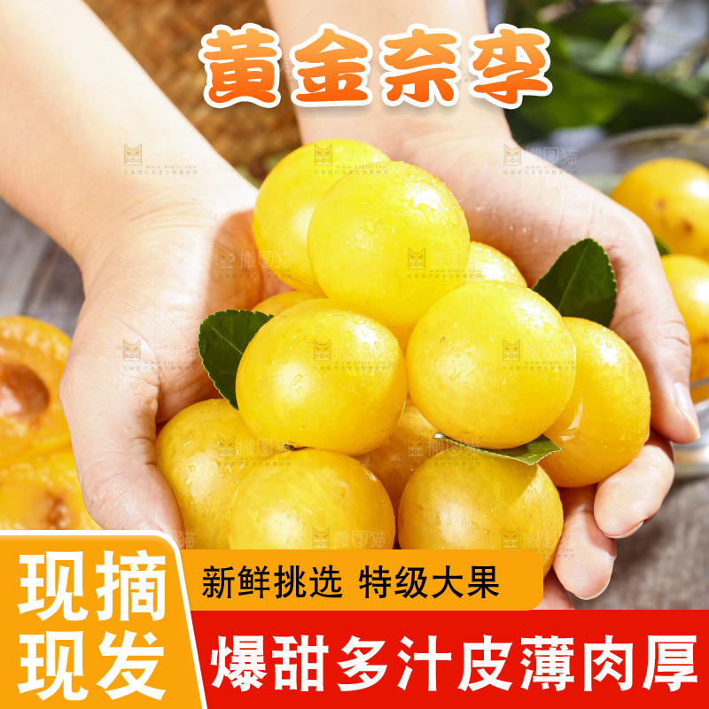 手拿黄金奈李