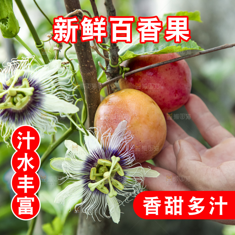 树上的百香果