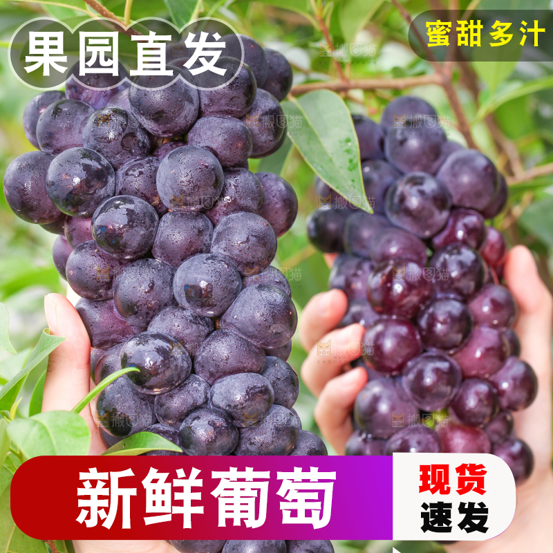 树枝上的葡萄
