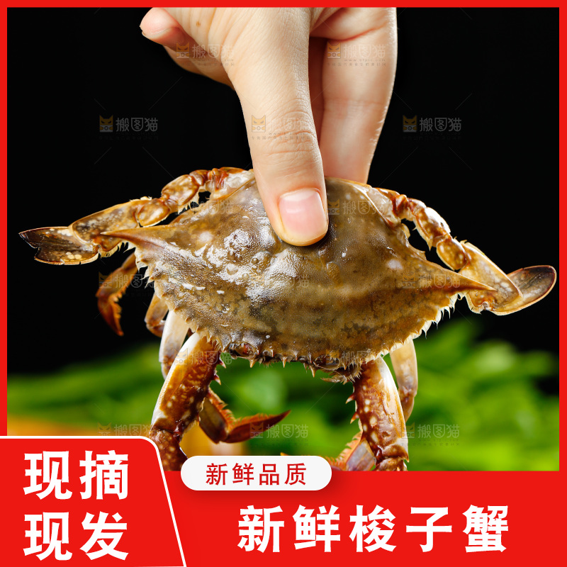 手拿梭子蟹