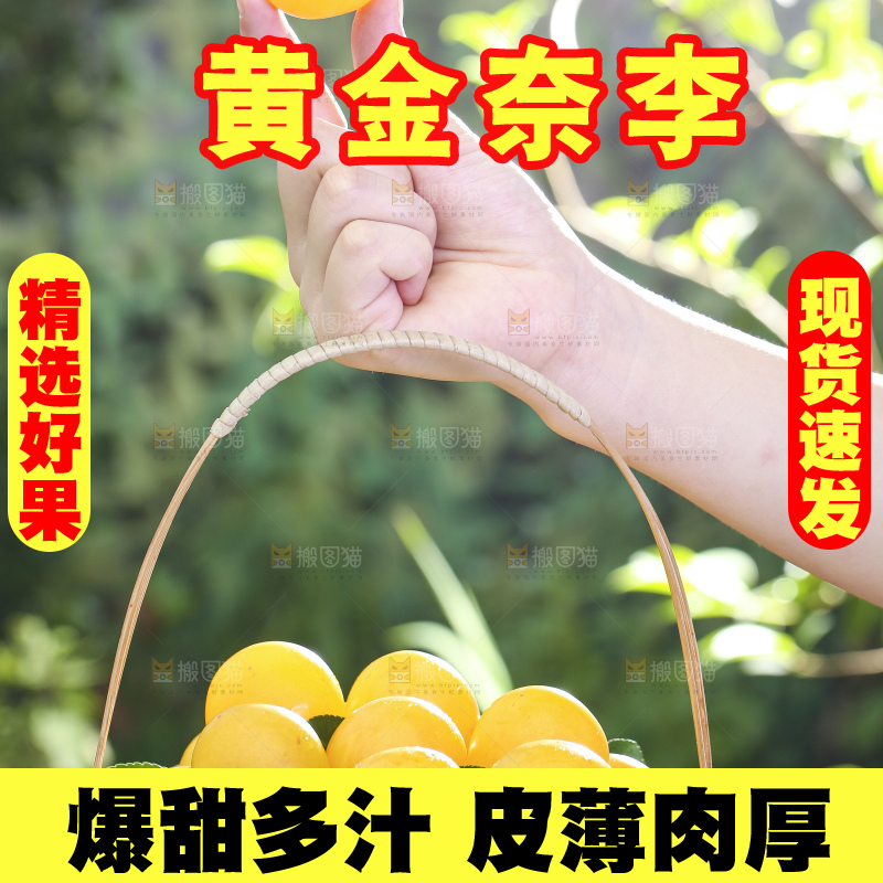 手拿一篮九峰山黄金奈李
