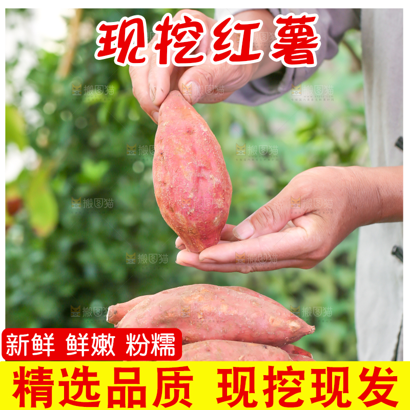 草地上手里拿着红心蜜薯