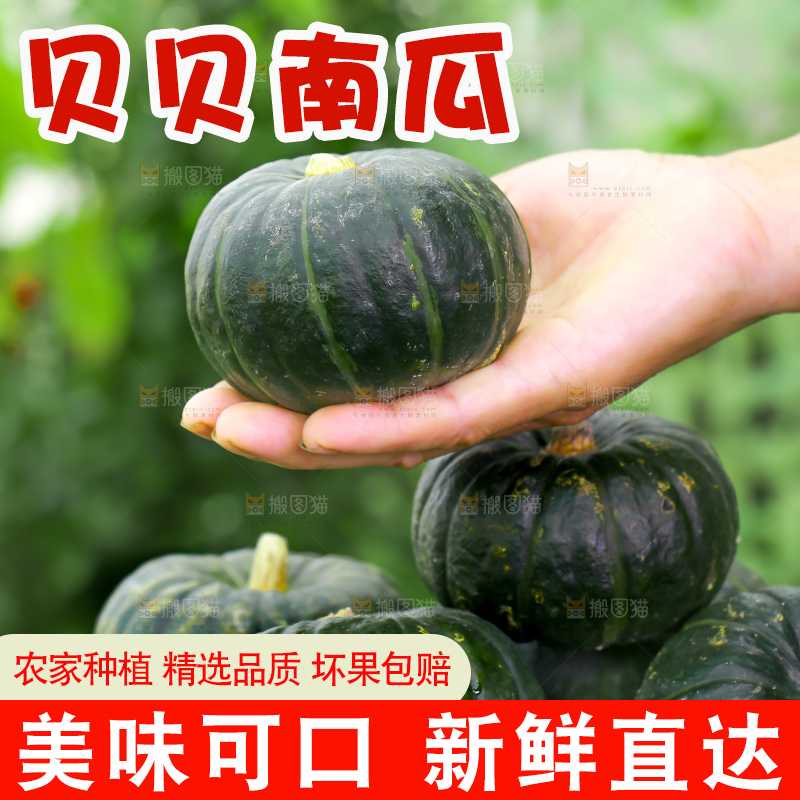手里拿着板栗贝贝南瓜