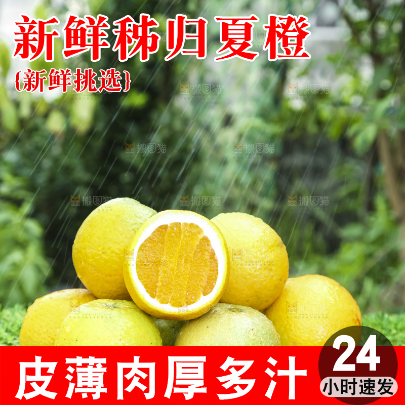 草地上的夏橙