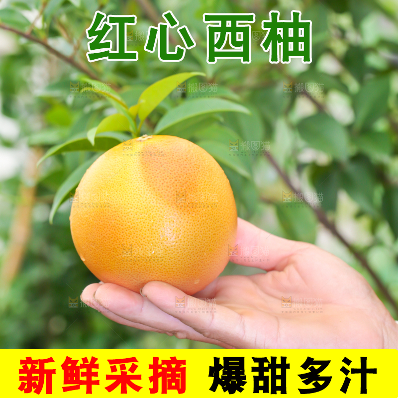 手里拿着南非西柚