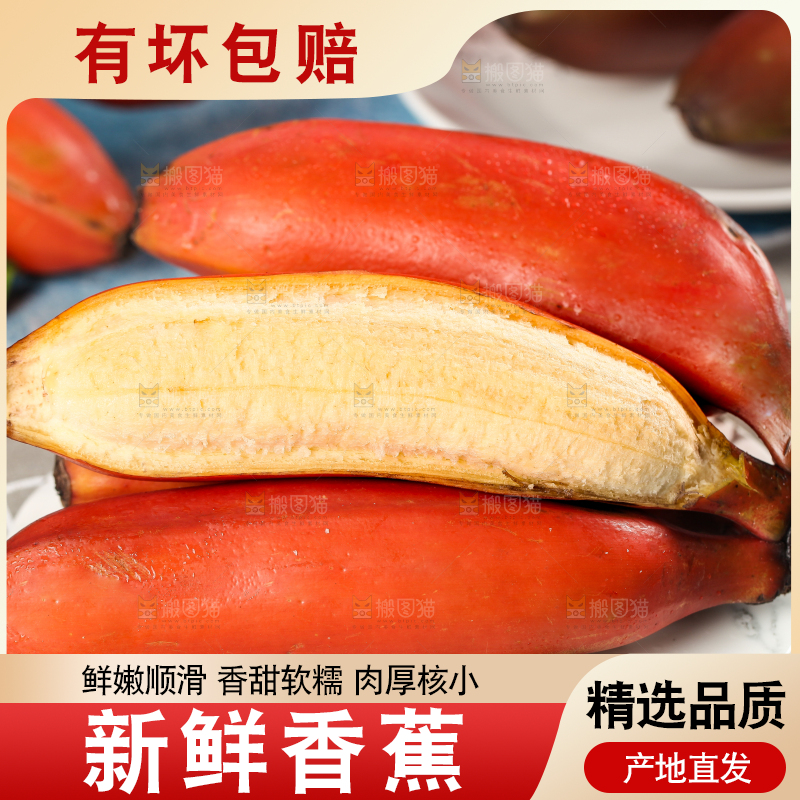 蓝底上的红皮美人蕉