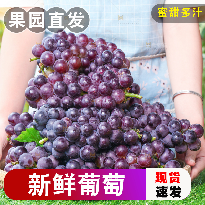 草地上放着一盘巨峰葡萄