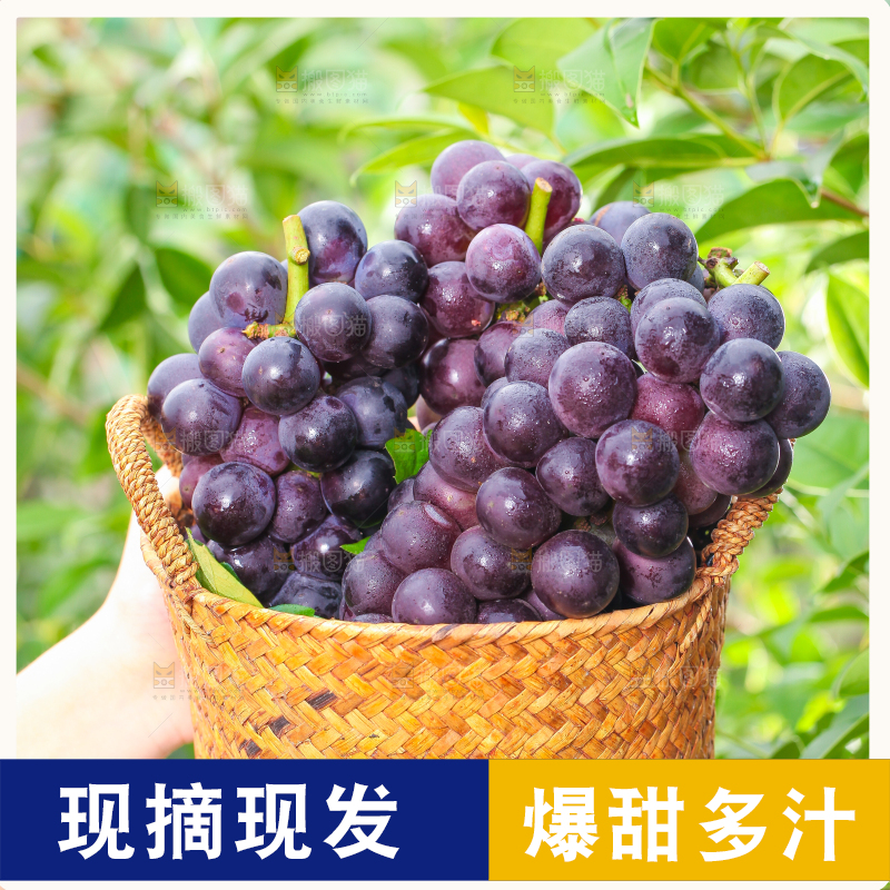 手端一筐巨峰葡萄
