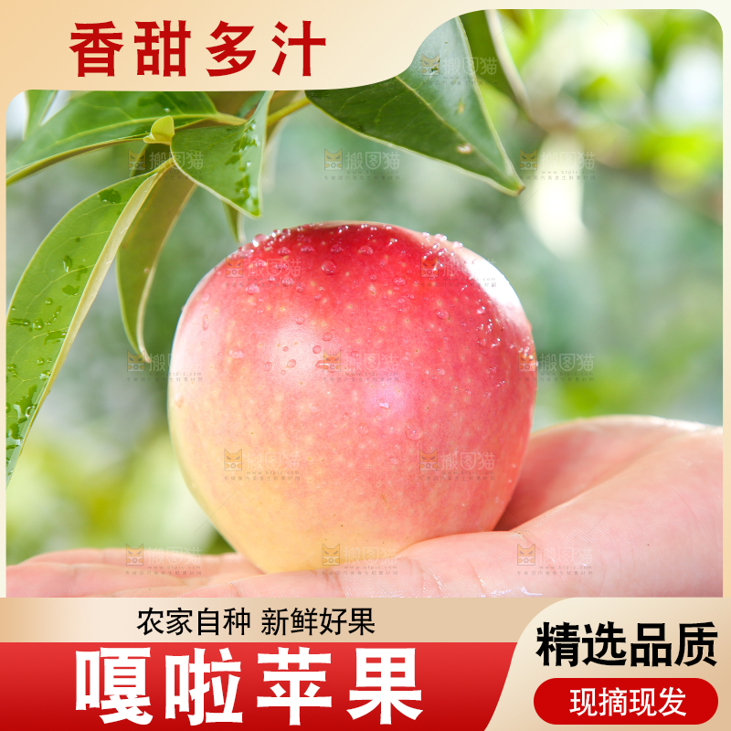 手拿陕西嘎啦苹果