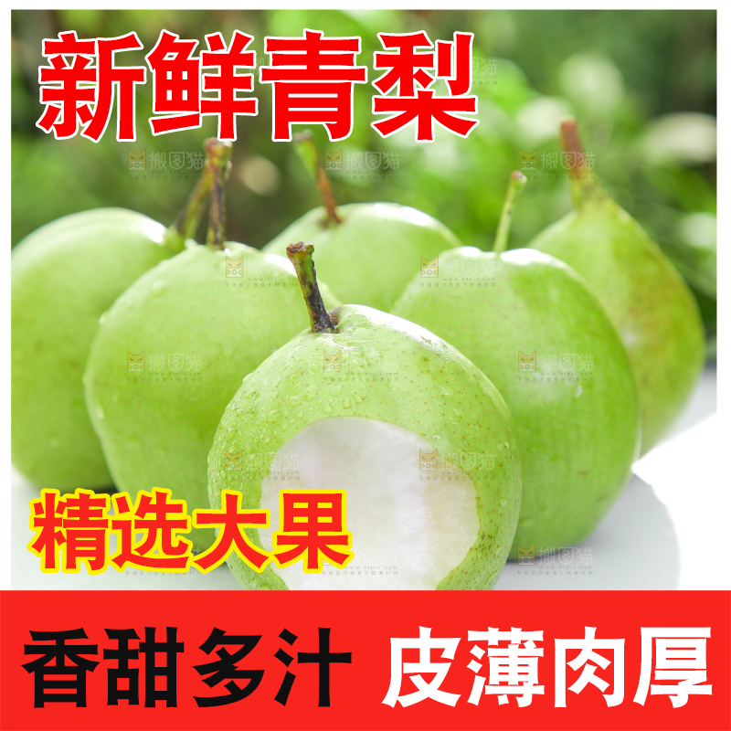 浅底上的陕西早酥梨