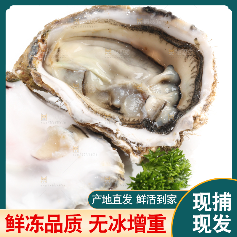 白底上剥开的牡蛎
