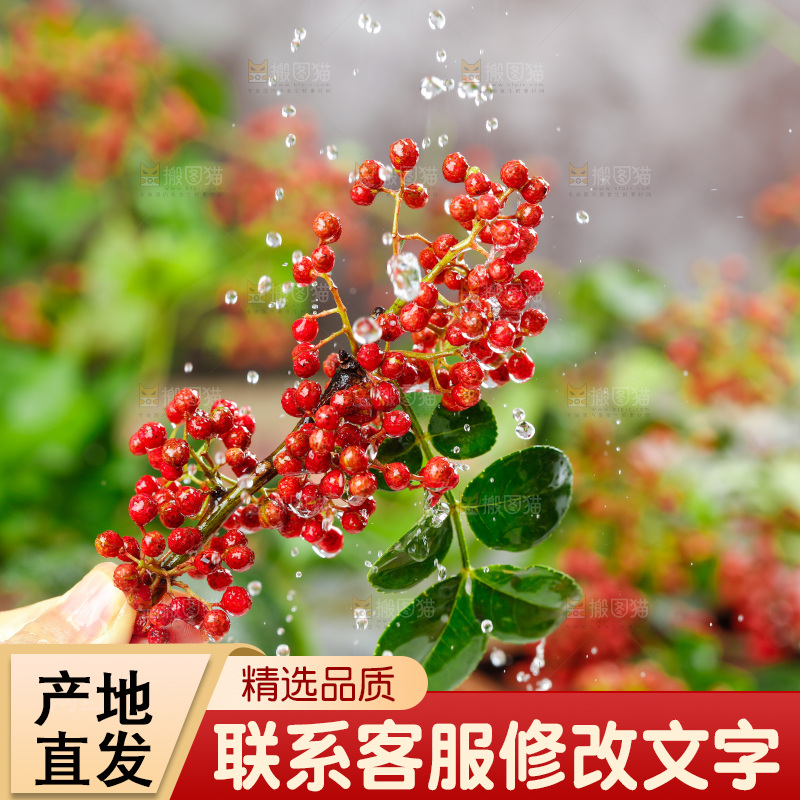 手拿新鲜花椒