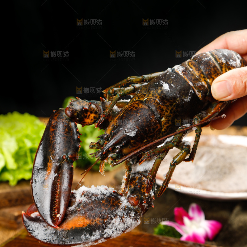 手里拿碰上波士顿龙虾